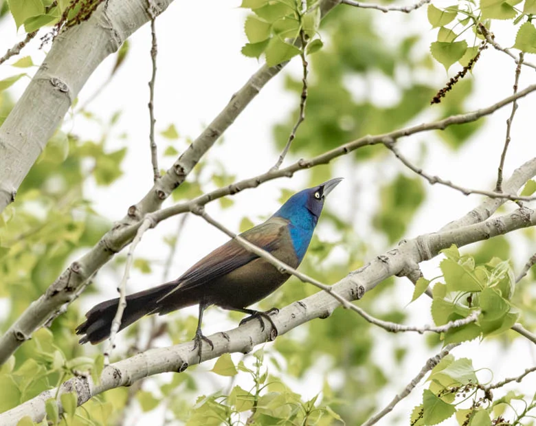 L1050244.webp