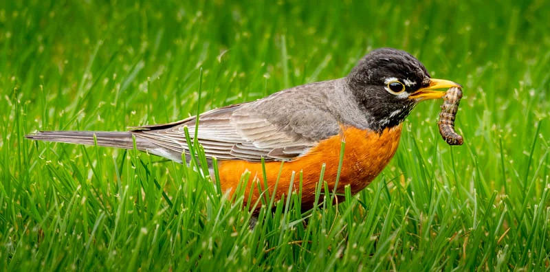 L1050273.webp