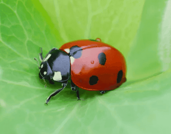 ladybug.png