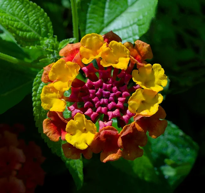 Lantana camara.webp