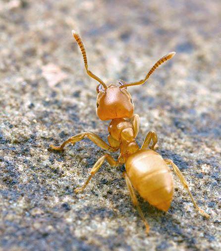 Lasius_flavus,_worker,I_ALW201.jpg