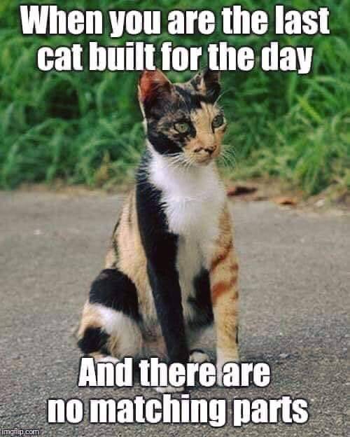 last cat for the day.jpg