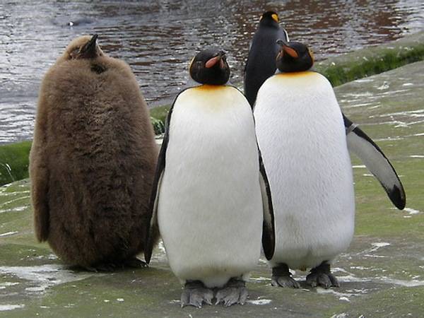 late_bloomer_penguin.jpg
