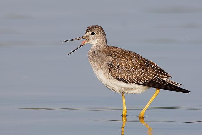Lesser-Yellowlegs-worn-juvenile-w-bill-open-_V5W0488--Jamiaca-Bay-Wildlife-Refuge,-Queens,-NY.jpg