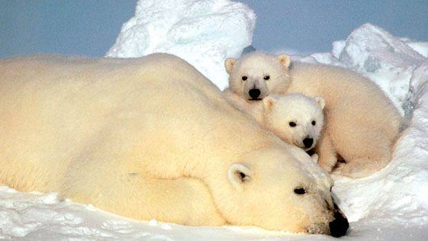 li-polar-bears-standard.jpg