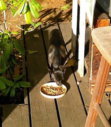 lids.make.good.dishes.for.mexican.dogs.jpg
