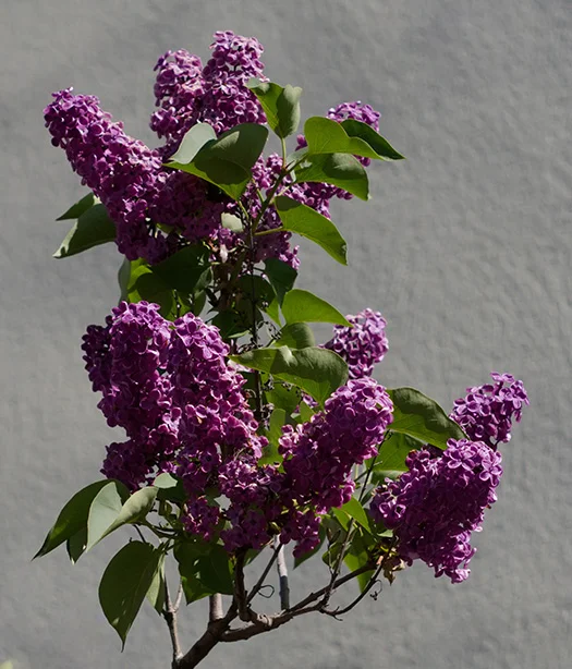 Lilac (Yashinon-DS 50mm f1.9).webp