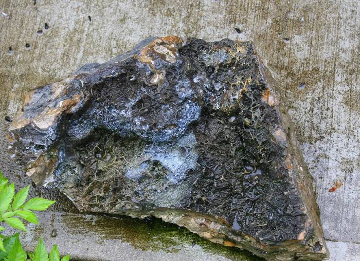 limestonefossil.jpg