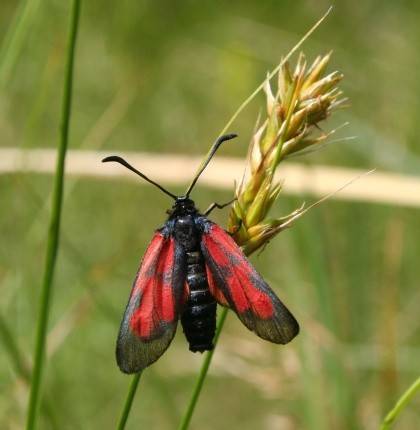 Liten%20bloddr%C3%A5pesvermer%20Zygaena%20viciae3.JPG