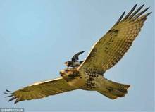 little20bird20David-thumbnail2.jpg