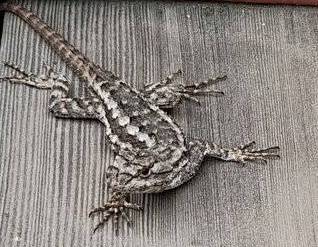lizard.jpg
