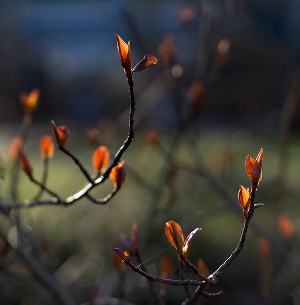 Löv i vårsol (Canon nFD 50mm f1.4).jpg