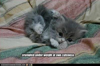 lol+cat+cute.jpg