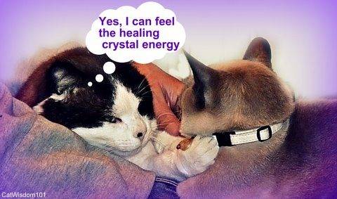 LOL-cat-healing-crystal-cat-collar-cat-wisdom-101.jpg