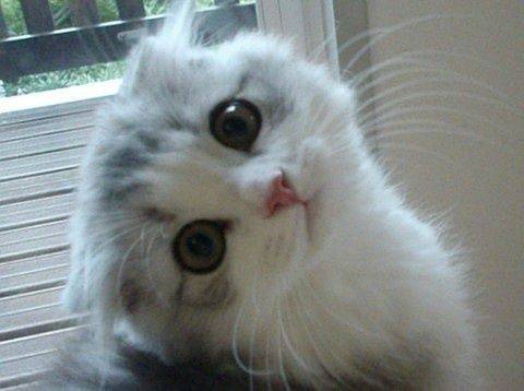 lol-cat.jpe