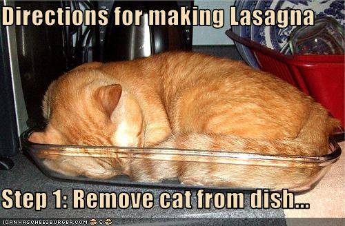 lol-cat-lasagna.jpg