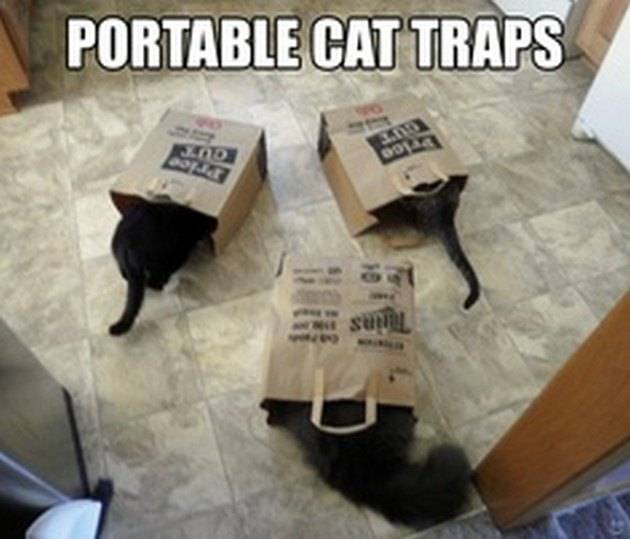 LOL-Cats-05.jpg
