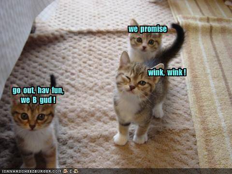 LOL-cats-lol-cats-3141348-480-360.jpg