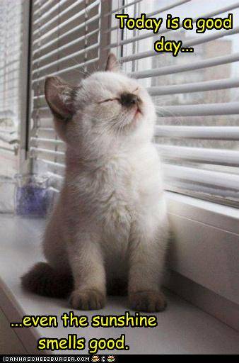 LOL-Cats_Sunshine-Smells-Good.jpg