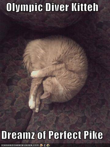 lolcat-olympic-diver.jpg