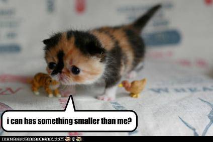 lolcat-random-7746928-424-282.jpg