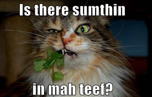 lolcat-teeth.jpg