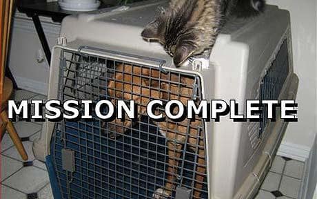 lolcat_1512147c.jpg