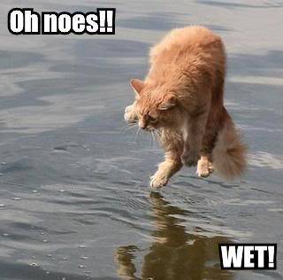LolCatRenderer2aspx-23.jpg