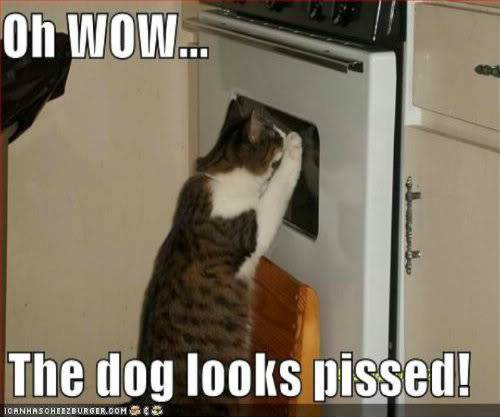 lolcats-3-1.jpg