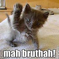 Lolcats-mah-brutha.jpg
