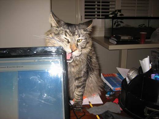 lolcats111small.jpg