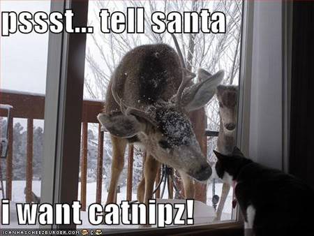 lolcats_xmas1-1-1.jpg