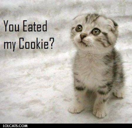 lolcatsdotcom6n33puk2oz8l1veu.jpg
