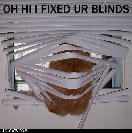 lolcatsdotcomkzi5b2ktz93zav8f.jpg