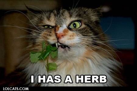 lolcatsdotcomuu378xml5m6xkh1c.jpg