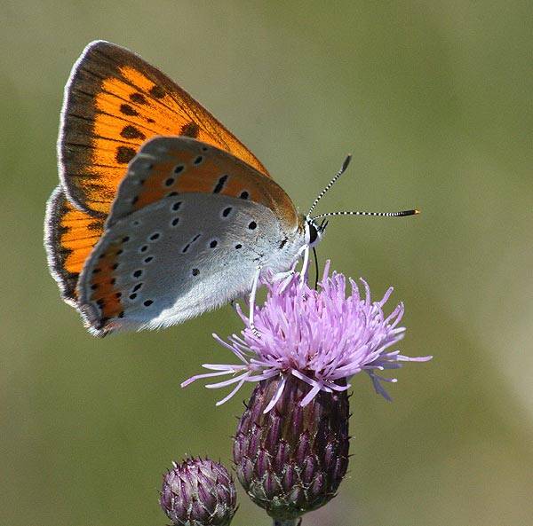 Lycaena_dispar.jpg