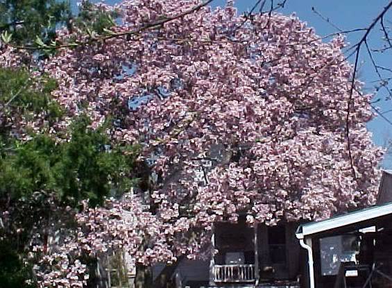magnolia.jpg