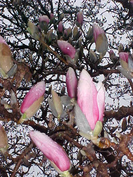 magnolia2.jpg