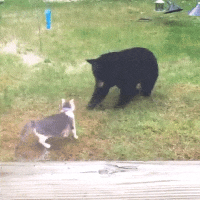 main-qimg-0eaeca88053adeac323d525c885bd64d.gif