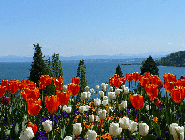 mainau1.PNG