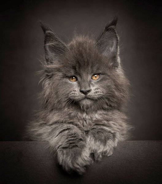 maine-coon-cat-photography-robert-sijka-43-57ad8f05d53e9__880.jpg