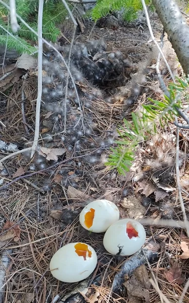 Mallard nest.webp