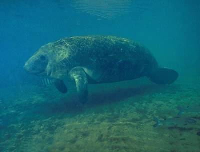 Manatee1[1].jpg