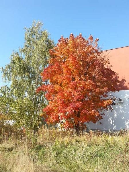 marcin_autumn_leaves-2.jpg