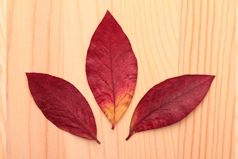 marcin_autumn_leaves.jpg