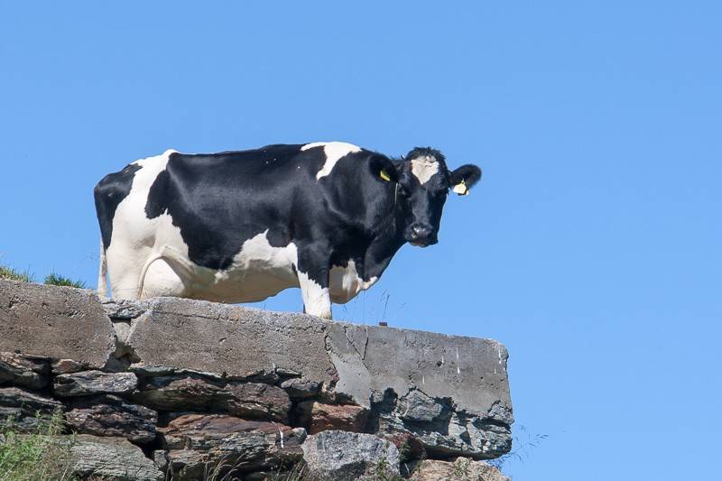 marcin_cow.jpg