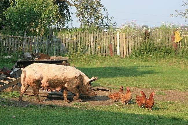 marcin_fanimals1.jpg