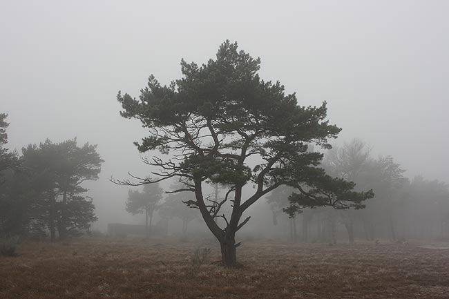 marcin_tree3.jpg