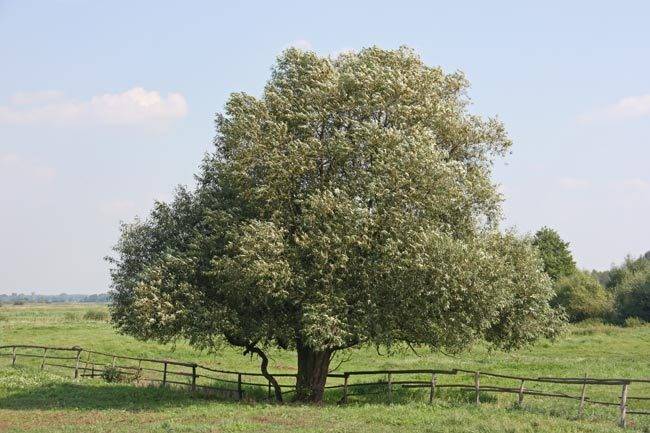 marcin_tree4.jpg