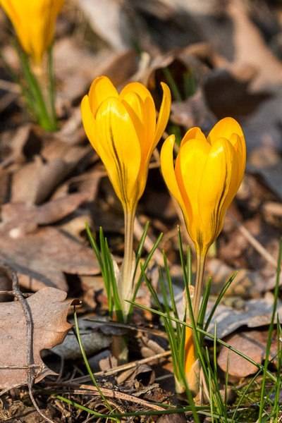 marcin_welcome_spring.jpg